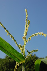 Fototapeta premium Zea - corn, flowers
