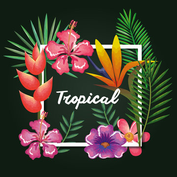tropical and exotics flowers and leafs vector illustration design