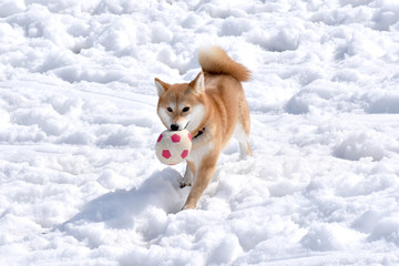 柴犬・雪・ボール遊び
