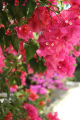ブーゲンビリア