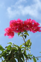 ブーゲンビリア