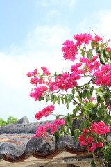 ブーゲンビリア