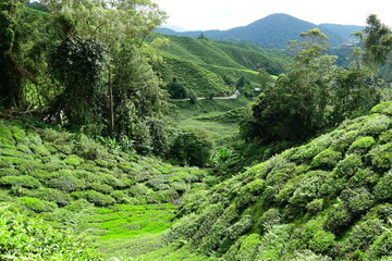 Malaysia Cameron Highlands tea plantation