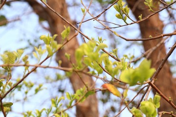 green leaves the natural