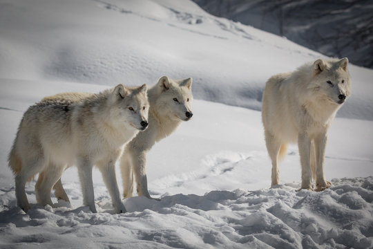 Tres Amigos - Arctic Wolf - Canis Lupus Arctos 