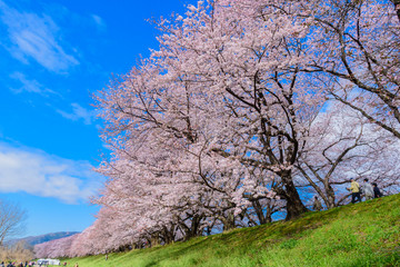 背割堤の桜