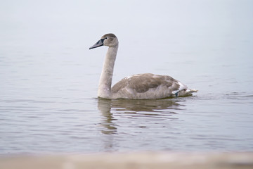 Fototapeta premium Młody szary łabędź niemy (cygnet) pływanie w Morzu Bałtyckim w zimie
