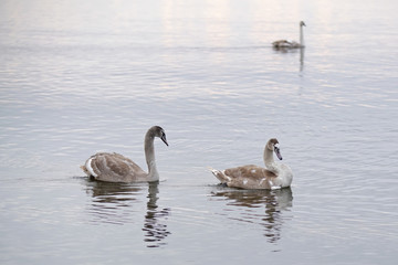 Young grey Mute swan birds (cygnets) swimming in Baltic sea in winter