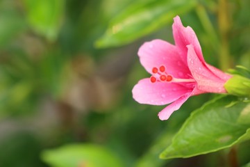 hibiscus flowers in tropical