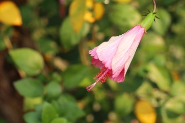 hibiscus flowers in tropical