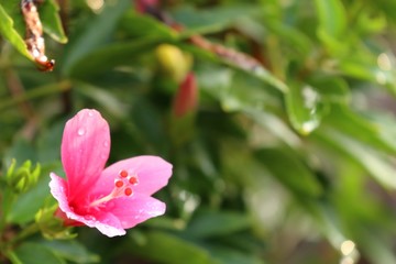 Obraz premium hibiscus flowers in tropical