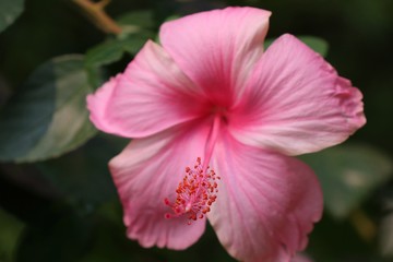 Obraz premium hibiscus flowers in tropical