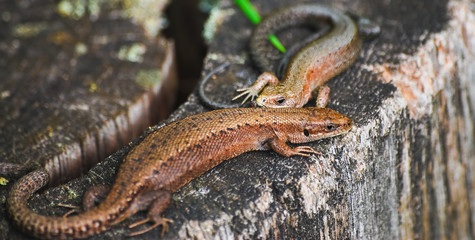 A pair of viviparous lizard or common lizard (Zootoca vivipara) on a tree stump