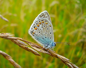 The Amanda's blue butterfly (Polyommatus amandus) with folded wings on the blade of grass
