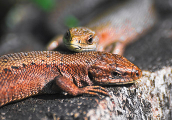 A pair of viviparous lizard or common lizard (Zootoca vivipara) on a tree stump