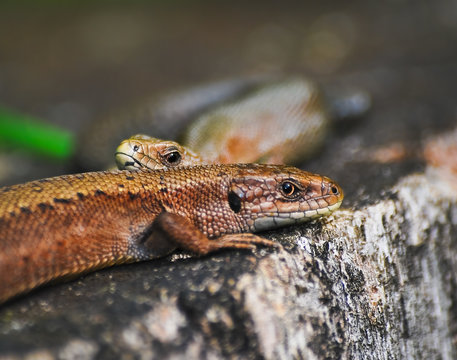 A pair of viviparous lizard or common lizard (Zootoca vivipara) on a tree stump