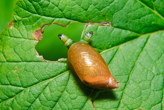 Snail Antara affected by parasite Leucochloridium paradoxical