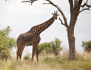 Giraffe and a tree