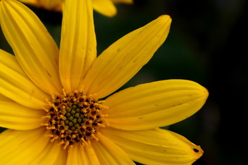  yellow flower of topinambour