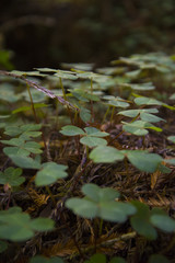 Redwood National Park Clovers Field