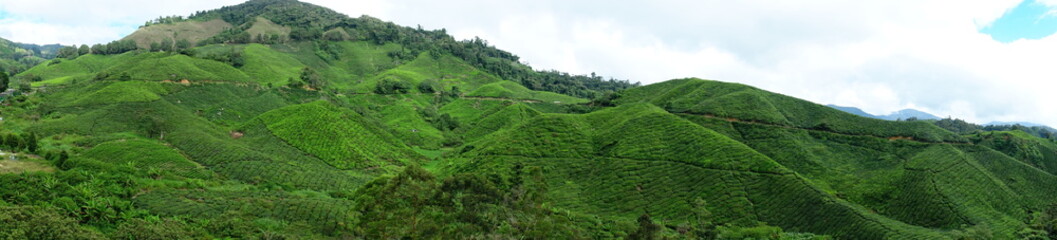 Fototapeta na wymiar Malaysia Cameron Highlands tea plantation