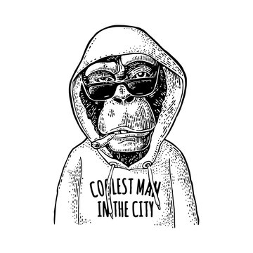 Monkey hipster dressed in hoodie