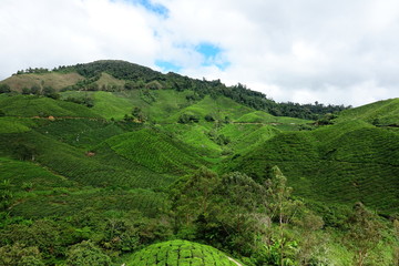 Malaysia Cameron Highlands tea plantation