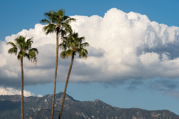 Fototapeta premium Three palm trees set against dramatic white clouds and the distant San Gabriel Mountains in Southern California. Photo taken from Pasadena.
