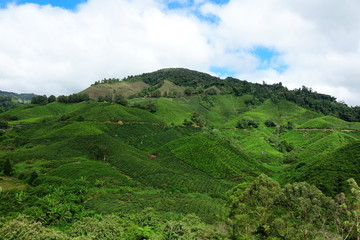 Fototapeta premium Malaysia Cameron Highlands tea plantation