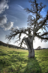 Lightning Stuck Live Oak