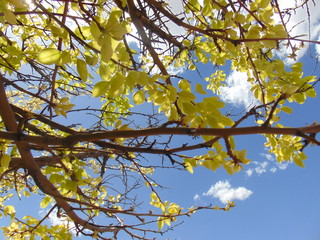 Tree Leaves & Cloudscape