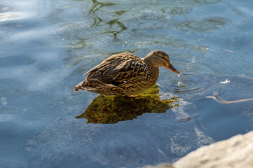 Ente am See
