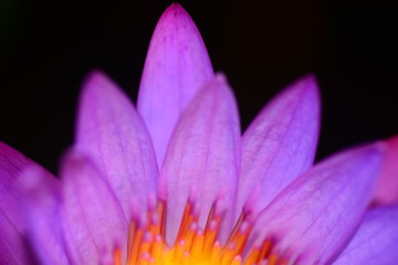 blooming pink lotus flower close up