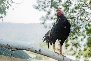 photo of cock on the branch