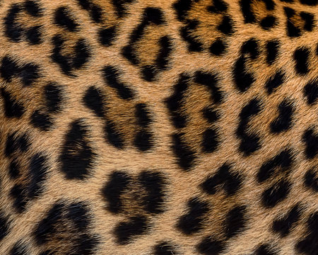 Leopard fur background.
