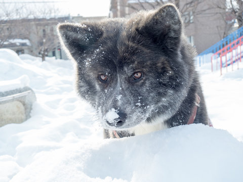 北海道犬」の写真素材 | 1,473件の無料イラスト画像 | Adobe Stock