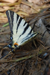 Iphiclides podalirius
