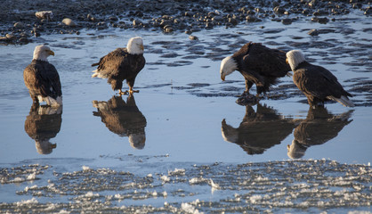 Four bald eagles with reflections