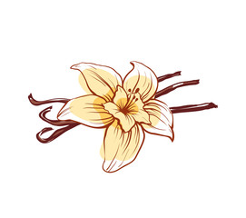 Vanilla flower and sticks icon isolated on white background. Exotic asian spice for dessert or parfum industry vector illustration.