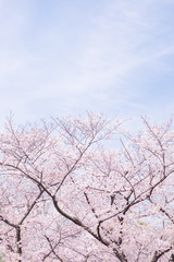 Cherry blossoms scene