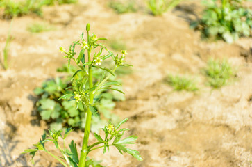 photo of white mustard in the farm