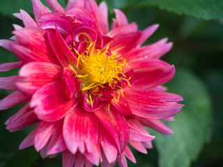Bright Pink flower in Wave Hill Garden, Bronx NY