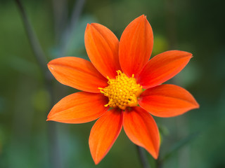 Orange Flower in the Wave Hill Garden in Bronx, NY