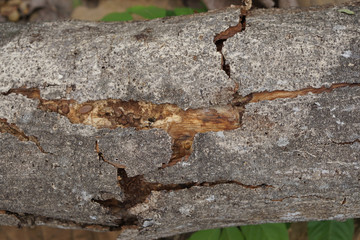 Tree bark texture in forest of Thailand