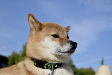 Fototapeta premium 柴犬・青空