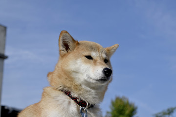柴犬・青空