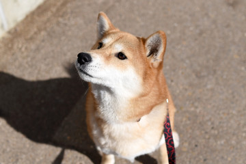 柴犬・見上げる