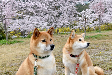 柴犬・桜