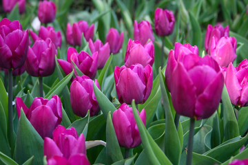 Obraz premium Jasne tulipany Fuchsia w oranżerii w Central Parku