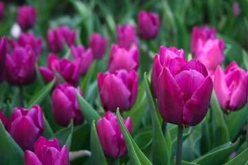 Bright Fuchsia Tulips in the garden